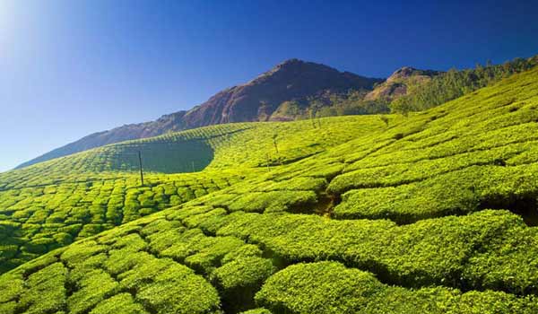 Day 03 : Munnar – Alappuzha